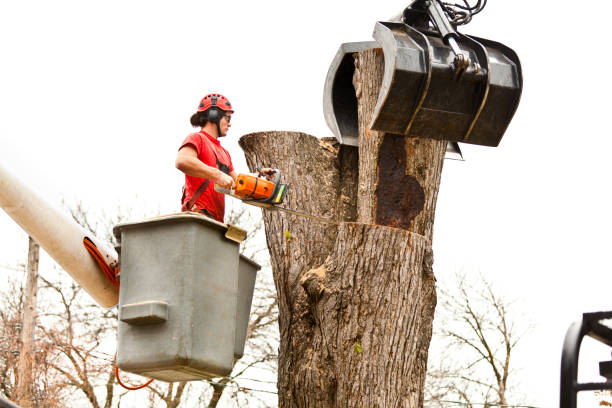 How Our Tree Care Process Works  in  North Great River, NY